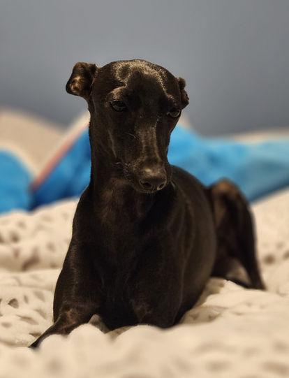 petit lévrier italien