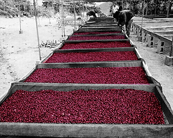 caffecrudo.png