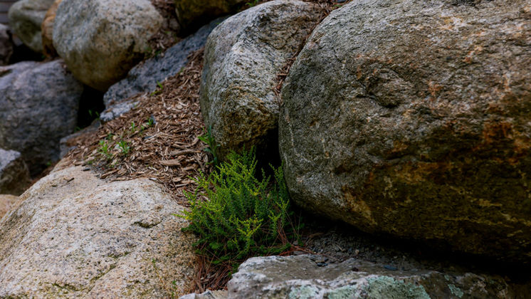 Natural granite boulders set into a hillside planting — O'Connor Design Build, Rhode Island