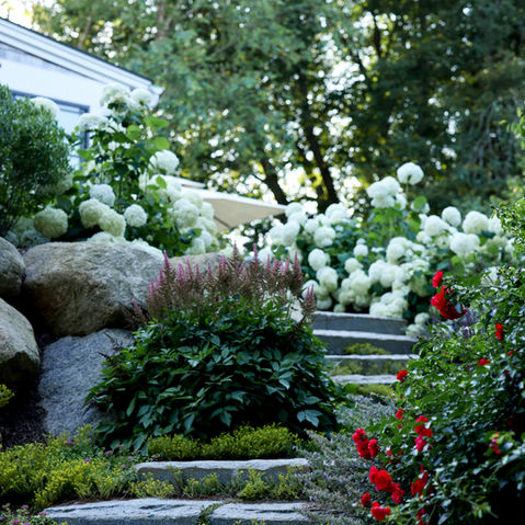 Hydrangeas and boulders beside a stone stair