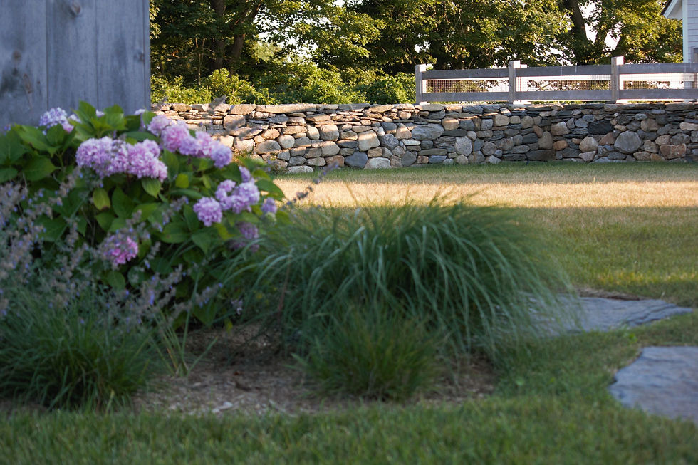 Grasses and hydrangea along a stone wall, Rhode Island