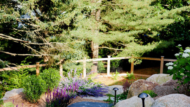 Stepping stone path with salvia and boulders under mature pines — O'Connor Design Build, Rhode Island