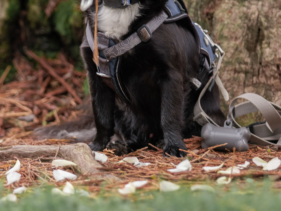 Dog-08-2.jpg