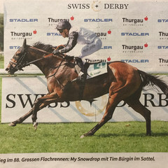 My Snowdrop galoppiert auch auf Schweizer Boden erfolgreich