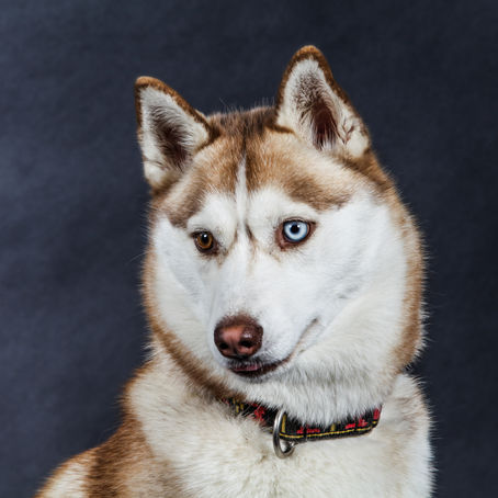 La Légende du Husky