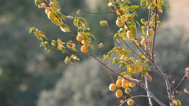 Nature in Andalucia
