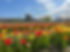 tulips.jpg