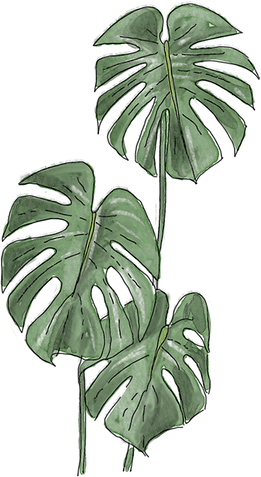folhas julie 7_edited.png