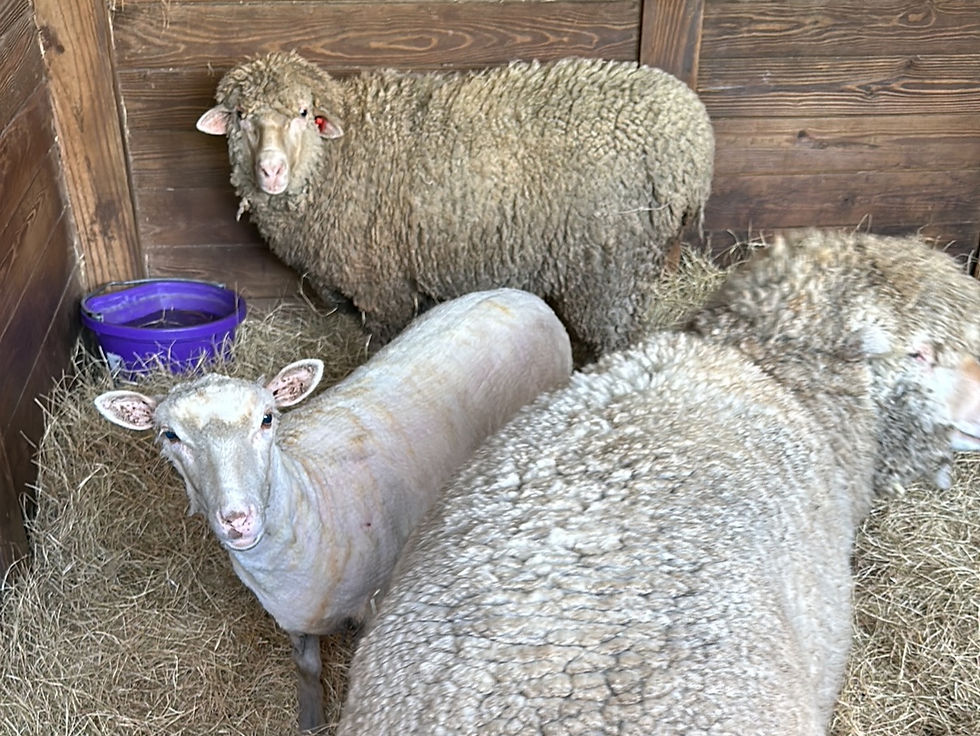 Flock & Fiber Gathering