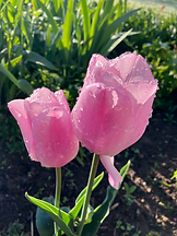 Tulpe.HEIC