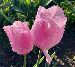 Tulpe.HEIC