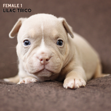 Chiot puppy american bully micro pocket