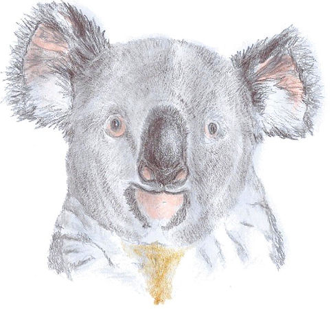 Koala_edited.jpg
