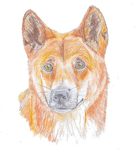 Dingo.jpeg
