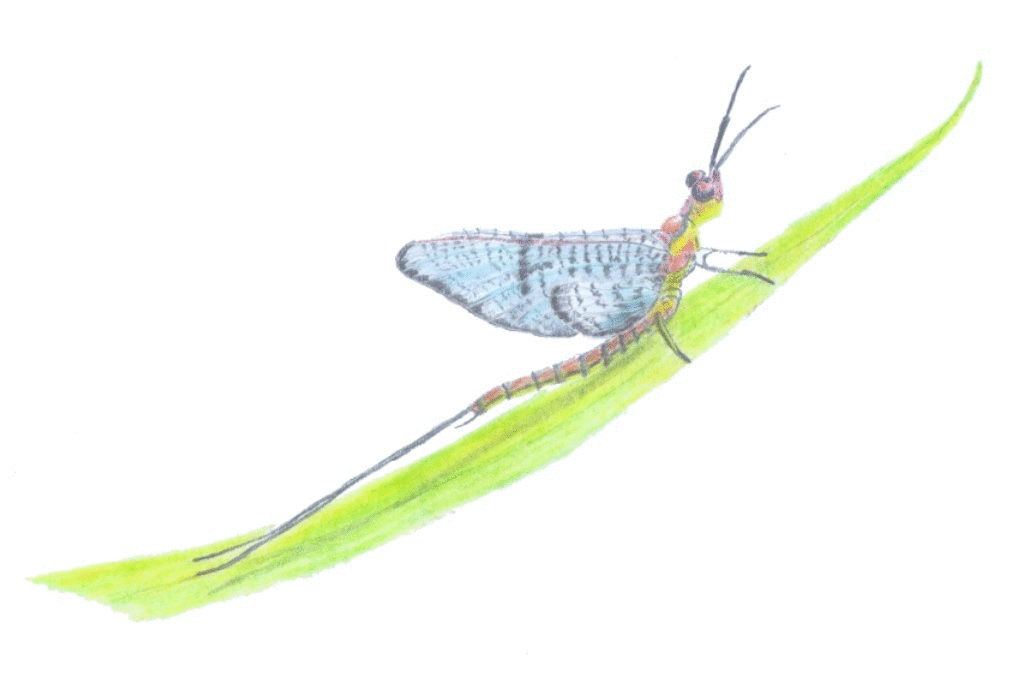 animiertes-gif-von-online-umwandeln-de (66).gif