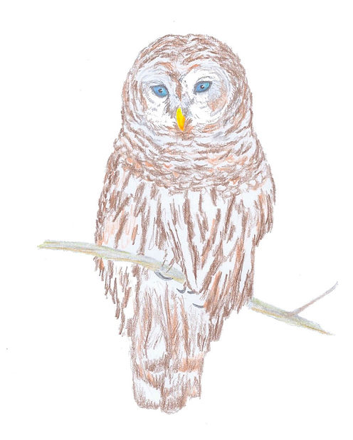 schneeeule_edited.jpg