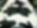 Hastings Holstein Hides.JPG