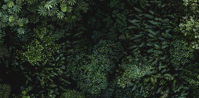 jungle verte.jpg