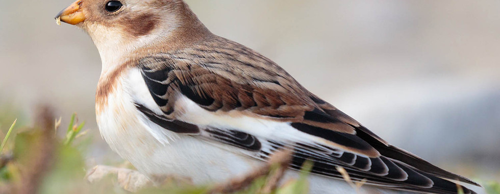 Snow bunting