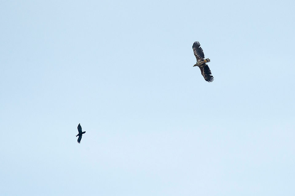 Immature Golden Eagle