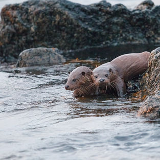 When is the best time to watch for Otters?