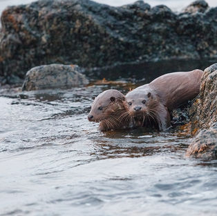When is the best time to watch for Otters?
