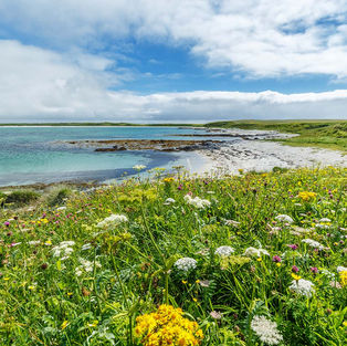 The Machair Flowers at RSPB Balranald