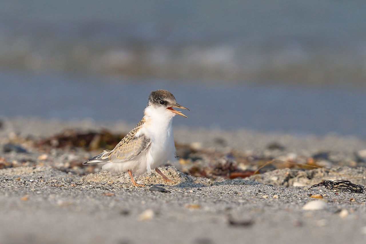 Little Tern chick on beach