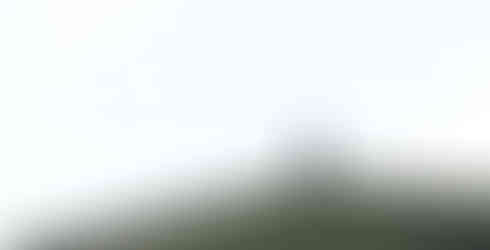 White tailed sea eagle