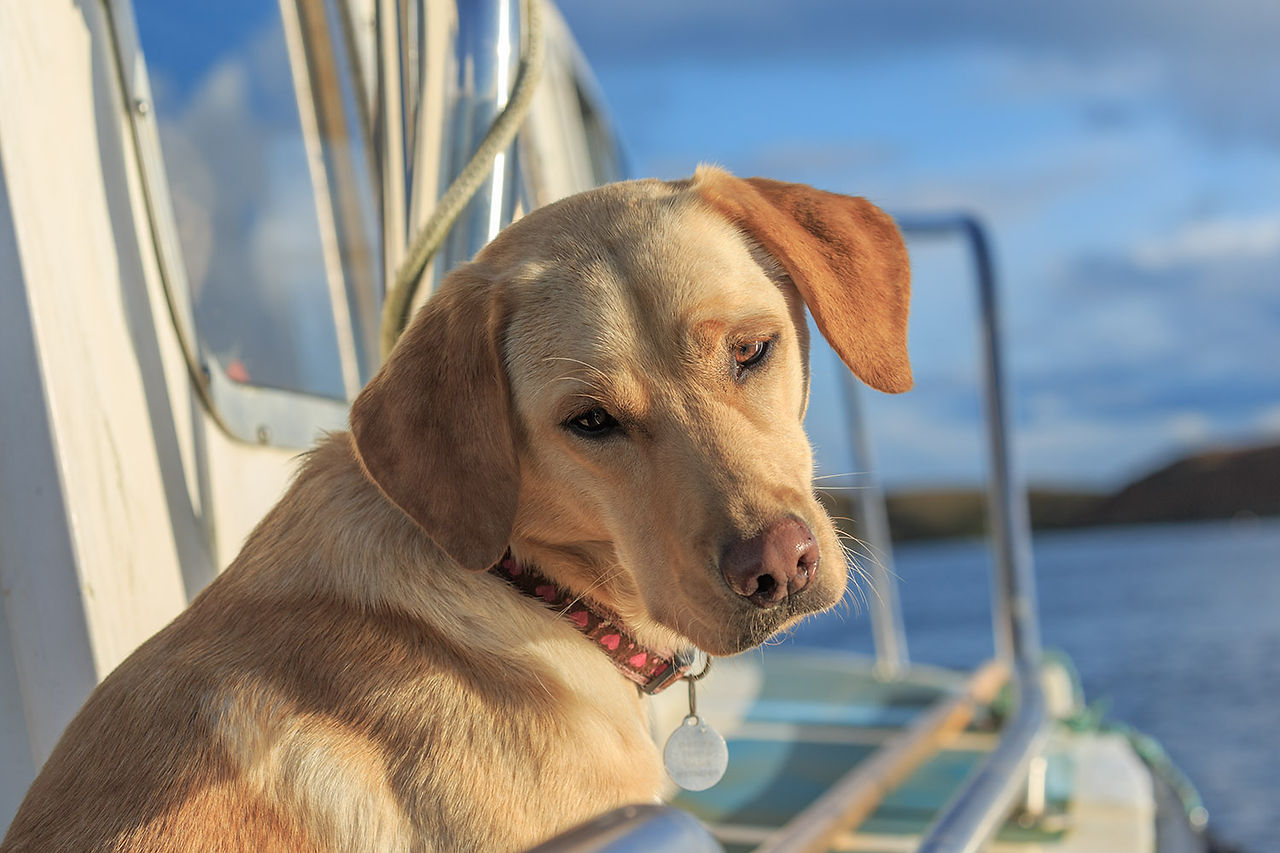 Nick's dog