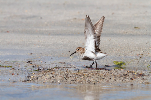 Dunlin (Calidris alpina)