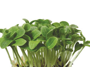 Borage Cress