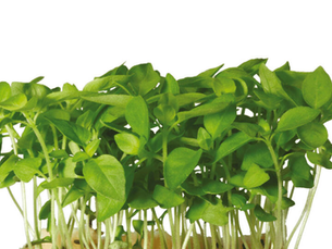 Limon Cress
