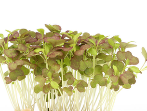 Bicolor Mustard Cress
