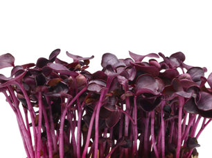 Sakura Cress®