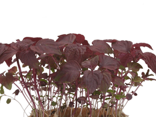 Shiso Purple