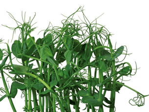Affilla Cress®