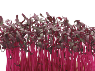 Scarlet Cress