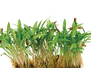 Motti Cress