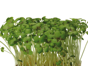 Mustard Cress