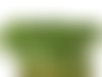 Mustard Cress