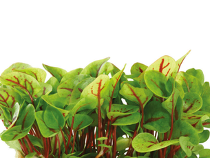 Vene Cress