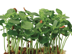 Tahoon® Cress
