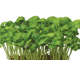 Basil Cress
