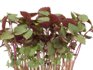 Shiso Bicolor