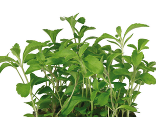 Honny® Cress