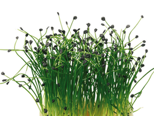 Rock Chives®