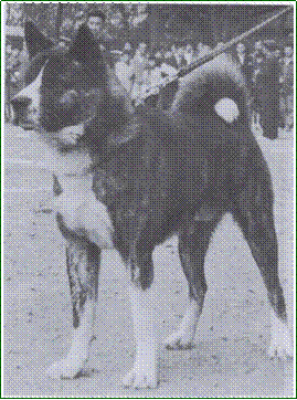 standart American Akita