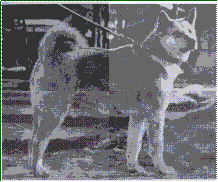 standart American Akita