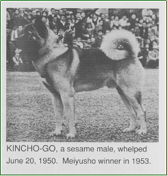 standart American Akita